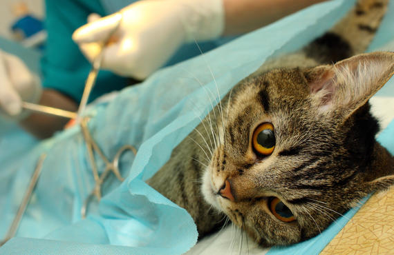 Praktivet chirurgie katten