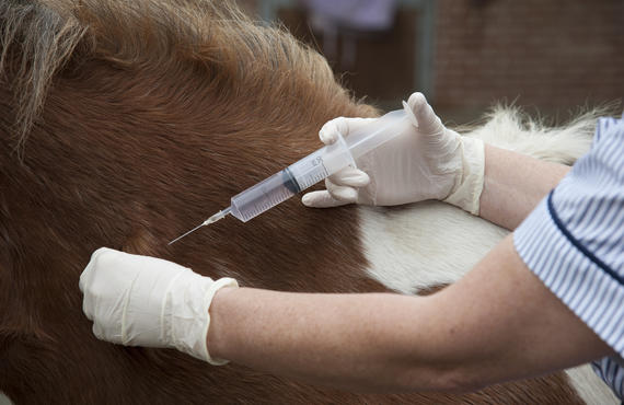 Praktivet vaccinatie paarden